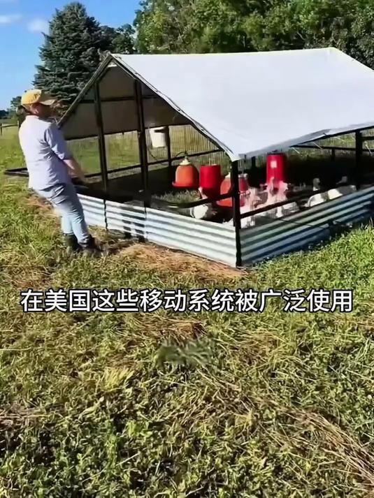 移动帐篷养殖鸡#科普##冷知识#