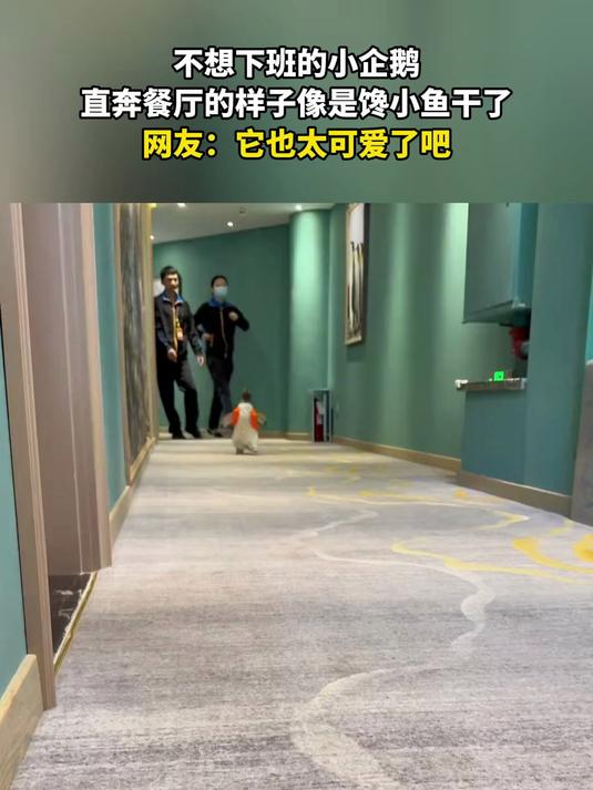 不想下班的小企鹅，直奔餐厅的样子像是馋小鱼干了吧。#金榜同行时#