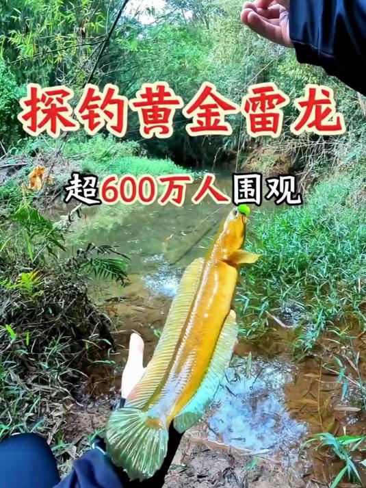又发现黄金雷龙踪迹 山林惊喜多