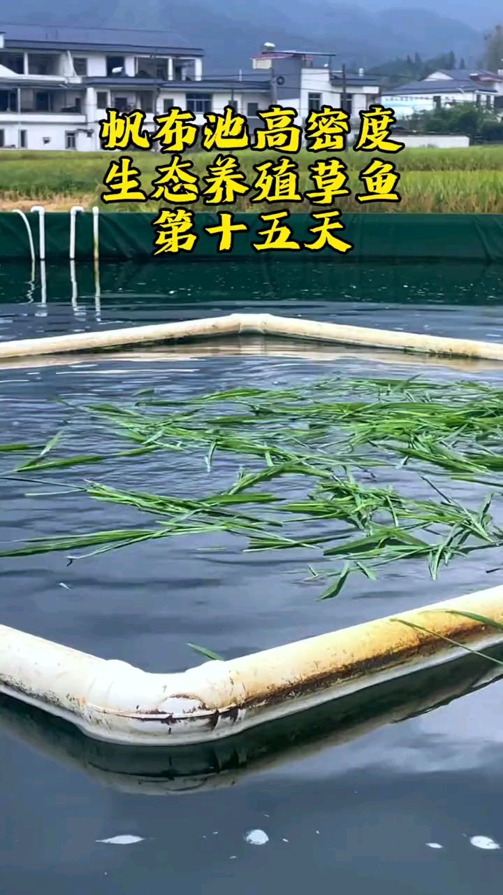 帆布鱼池高密度养殖草鱼,喂草,吃的还是很快的