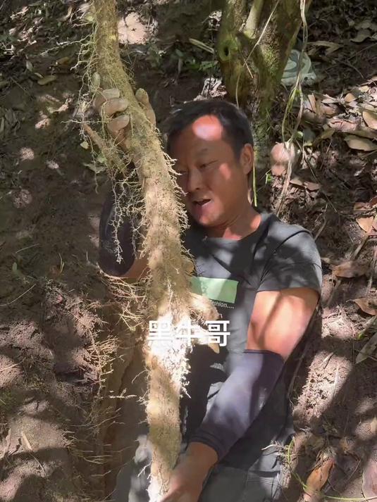 挖野生山药,今年的第一吨山药炖土鸡囗感粉粉糯糯