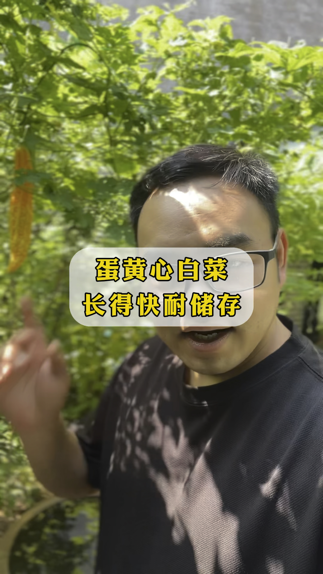 别再种普通白菜了,这个蛋黄心白菜鲜嫩好种植