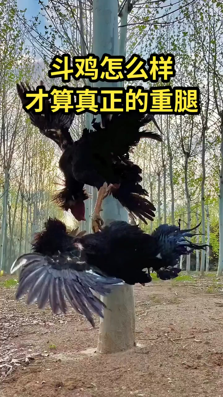 斗鸡怎么样才算真正的重腿