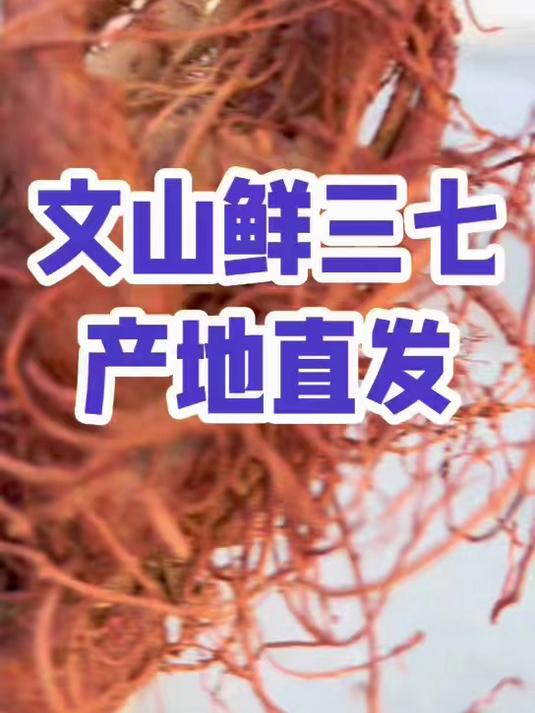 鲜三七 田七煲汤泡酒#云南三七##三七炖鸡##三七泡酒##三七炖鸡香到流口水##田七炖鸡太