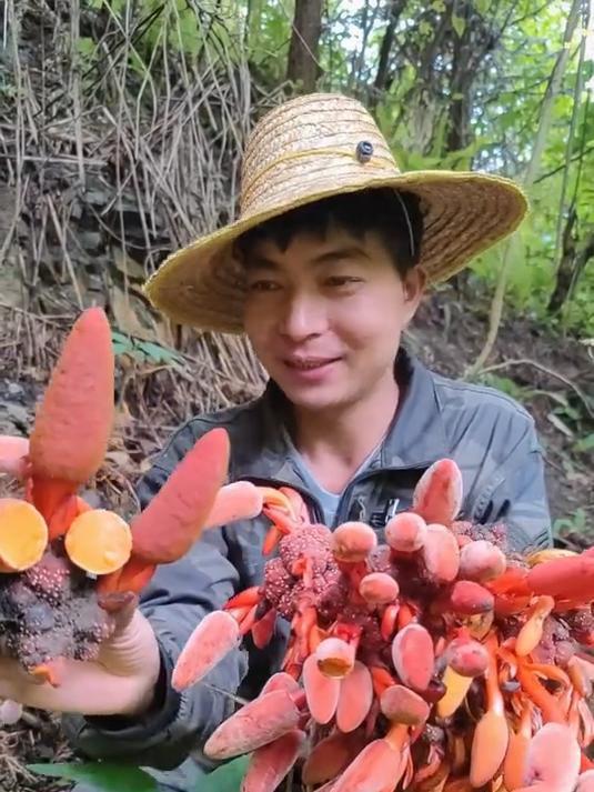 云南野生回春草 泡酒煲汤滋补 男人强肾养生茶