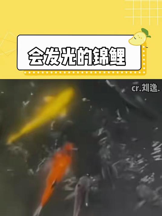 是会发光的锦鲤耶!见者好运,快来许愿吧