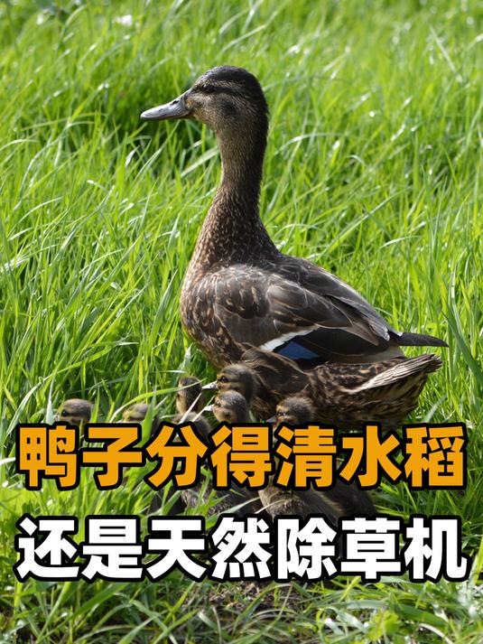 鸭子居然分得清水稻?放鸭子去稻田除草,原来有那么多好处!