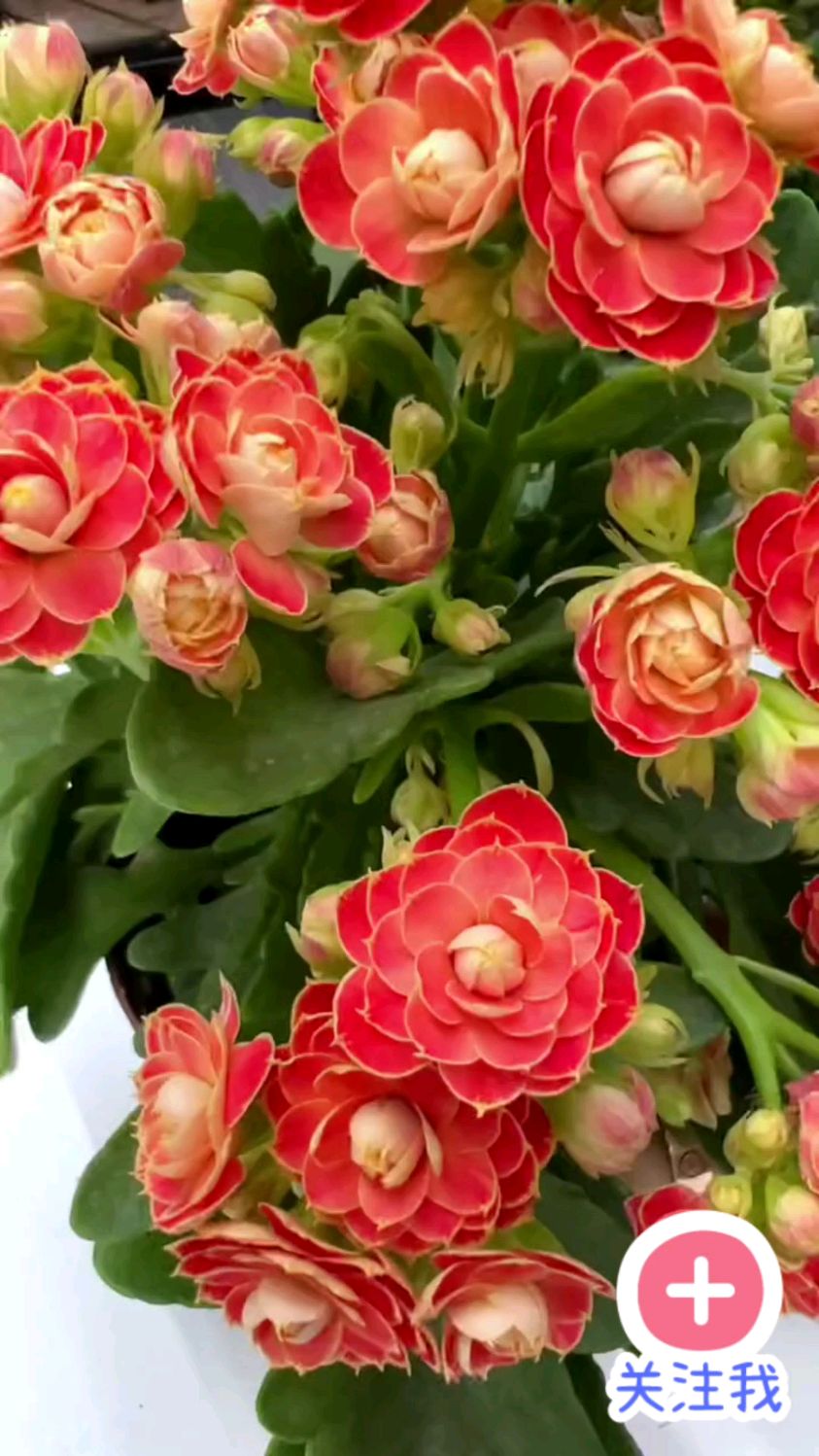长寿花夏季怎么养护
