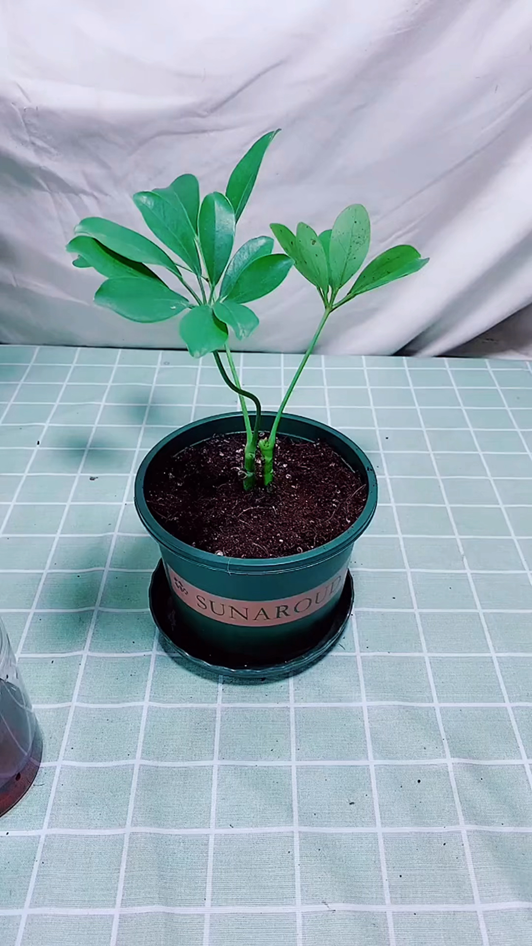 鸭脚木最简单的扦插方法