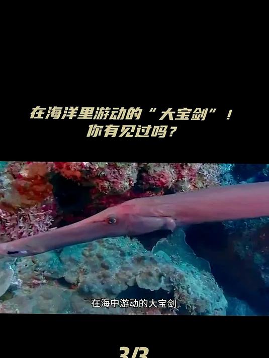 嘴巴不大却是肉食动物?中华管口鱼到底还有多少秘密?