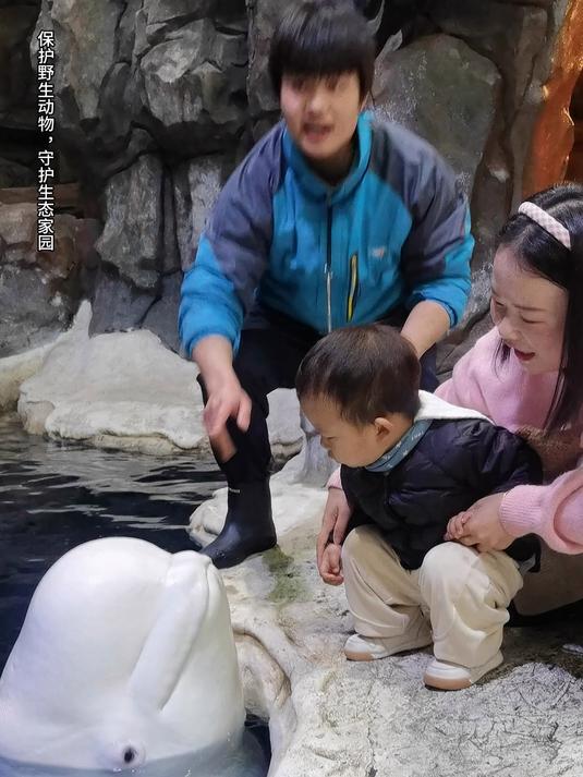 海里的鲸鱼你认识几种？