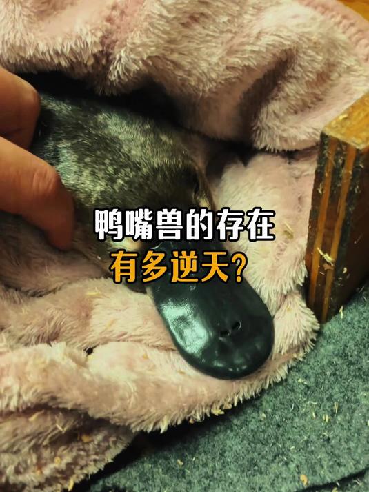 鸭嘴兽的存在到底有多逆天？