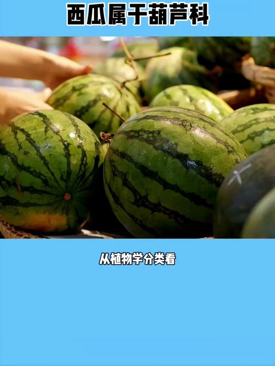 西瓜其实属于蔬菜(视频仅供参考)
