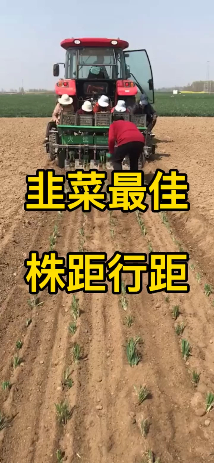 韭菜最佳株距行距