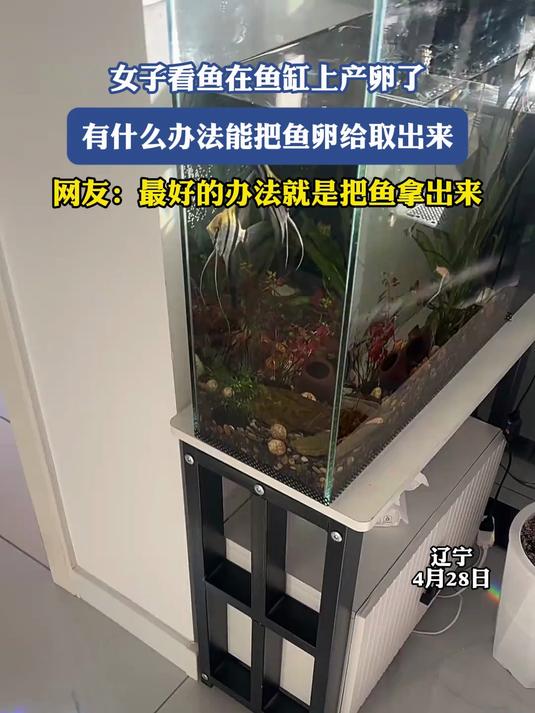 女子看鱼在鱼缸上产卵了，有什么办法能把鱼卵给取出来#金榜同行时#