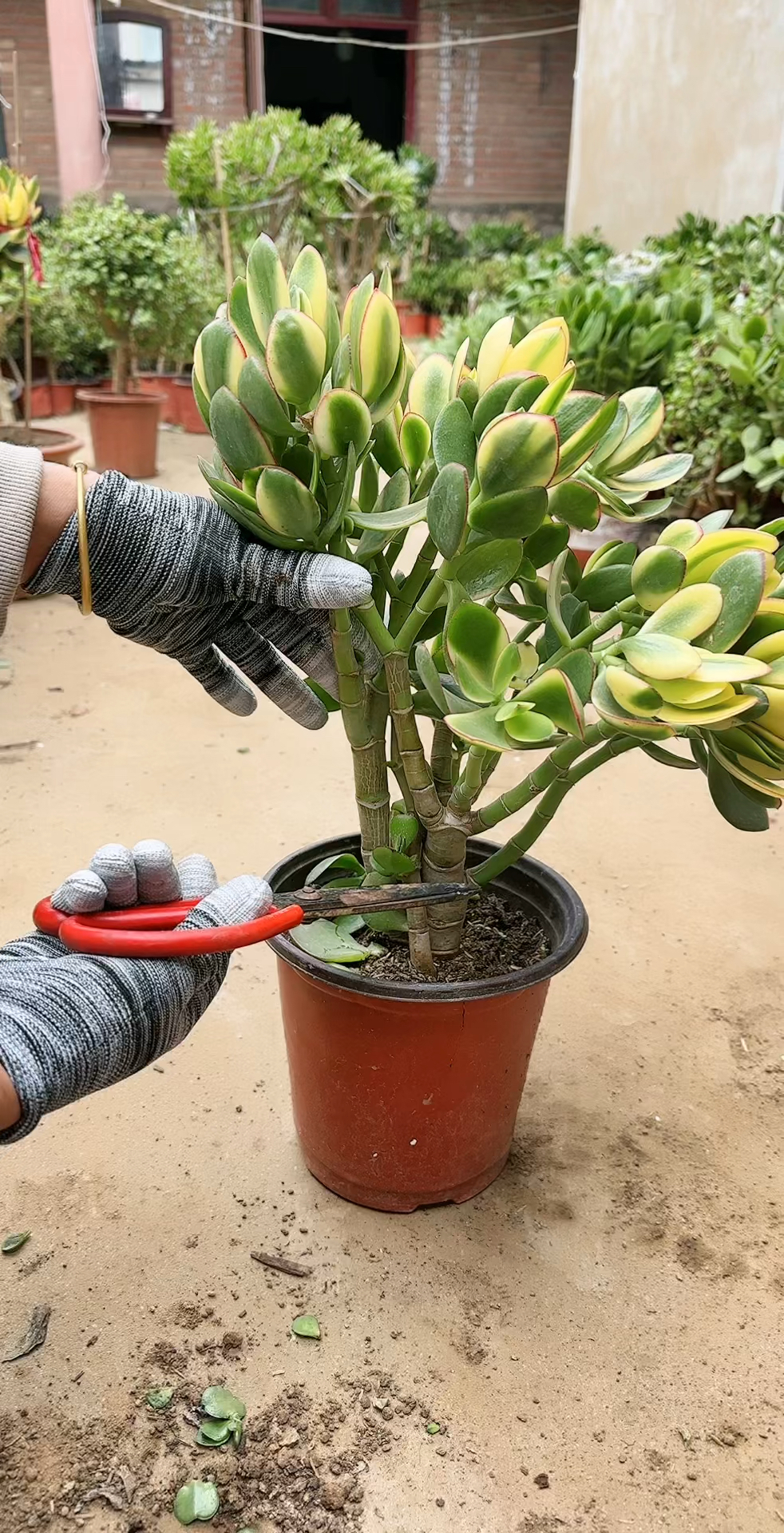 新花月锦老桩砍头