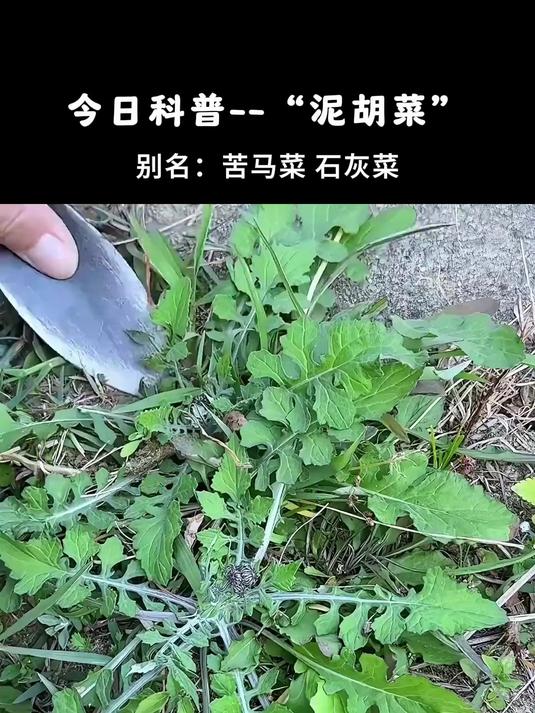 泥胡菜 它又苦又令人爱