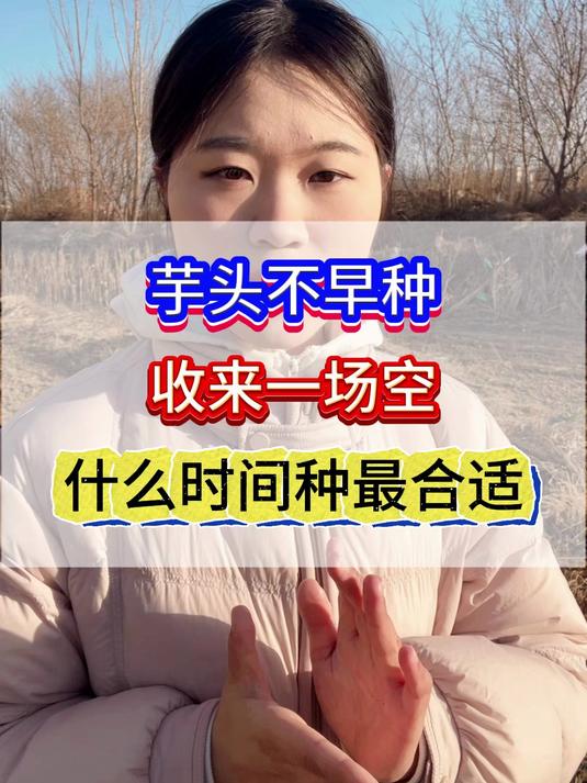 芋头不早种，收来一场空。什么时间种最合适呢？