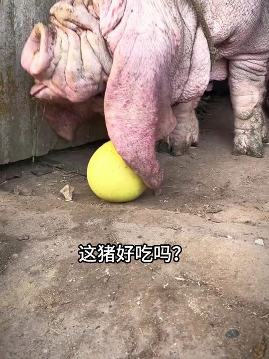 分享13个品种的猪