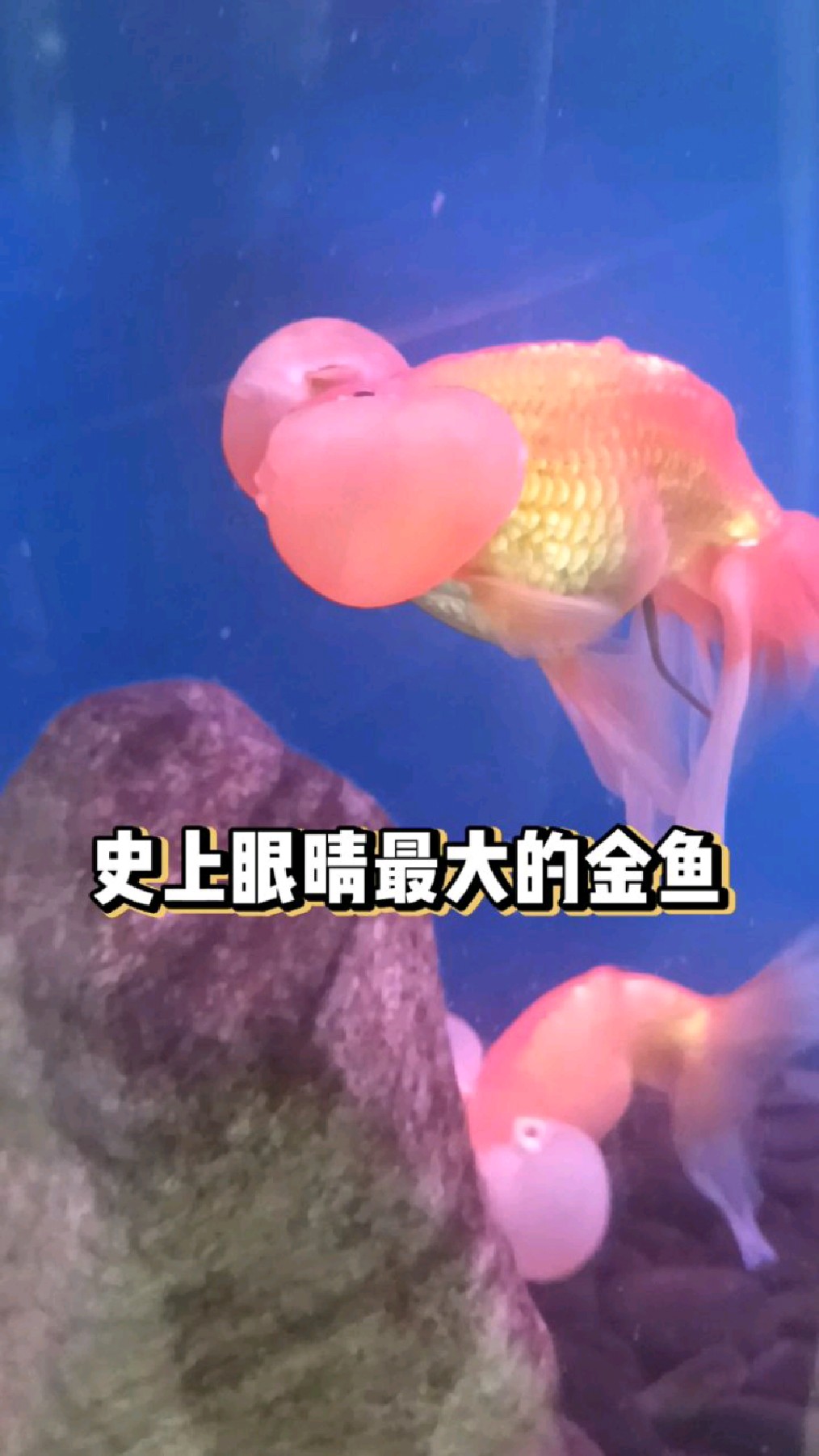 史上眼晴最大的金鱼