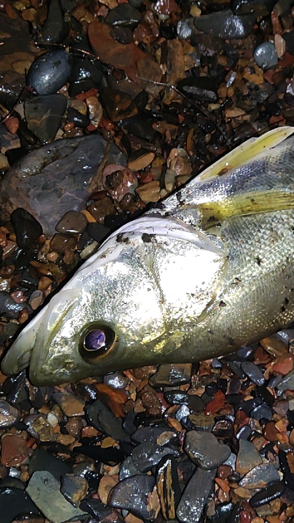 五一钓鱼记,淡水七星鲈鱼!风雨中煎熬四个小时终于上货啦!