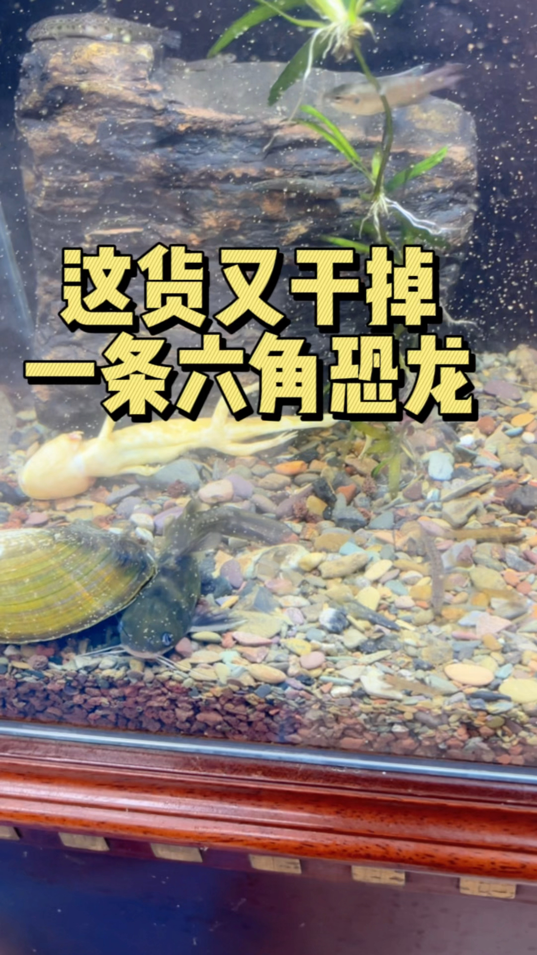 郁闷,这货又干掉一条六角恐龙。#水族 #六角恐龙 #养鱼日记