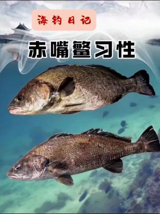 赤嘴鳘的习性和钓法！
