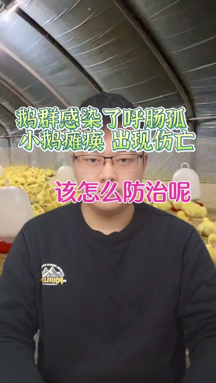 鹅呼肠孤特效 小鹅呼肠孤解剖症状 新型鹅呼肠孤 肉鸭呼肠孤 鹅呼肠孤