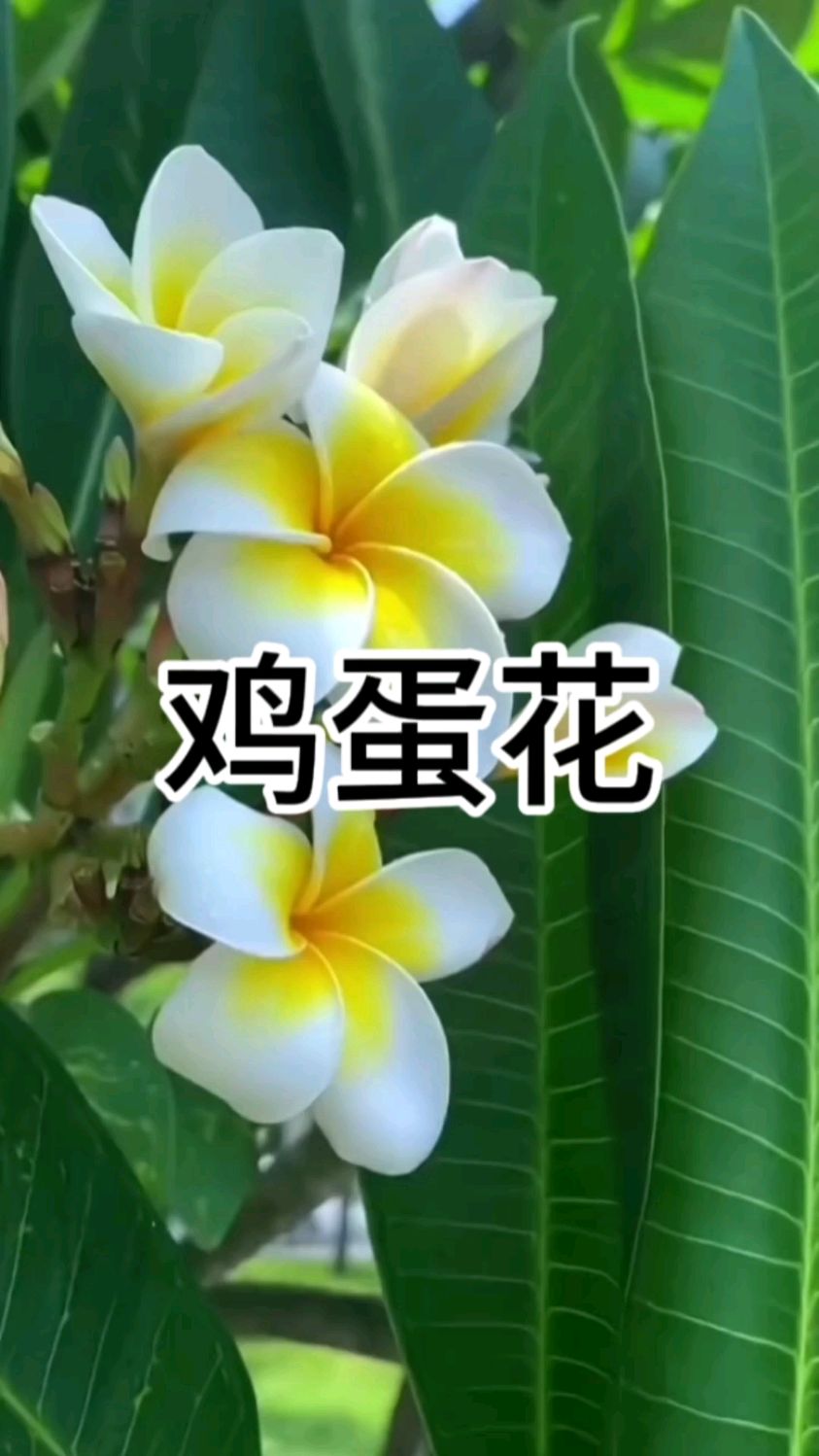 最浪漫不过世间花,来养一颗鸡蛋花吧,清新淡雅,花期长,有着顽强的生命力,非常好