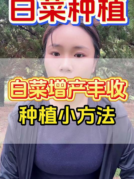 白菜种植