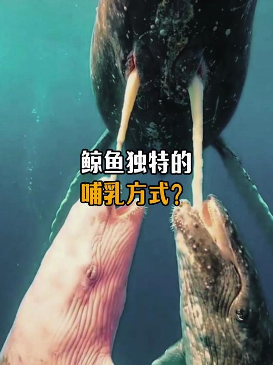 鲸鱼独特的哺乳方式？
