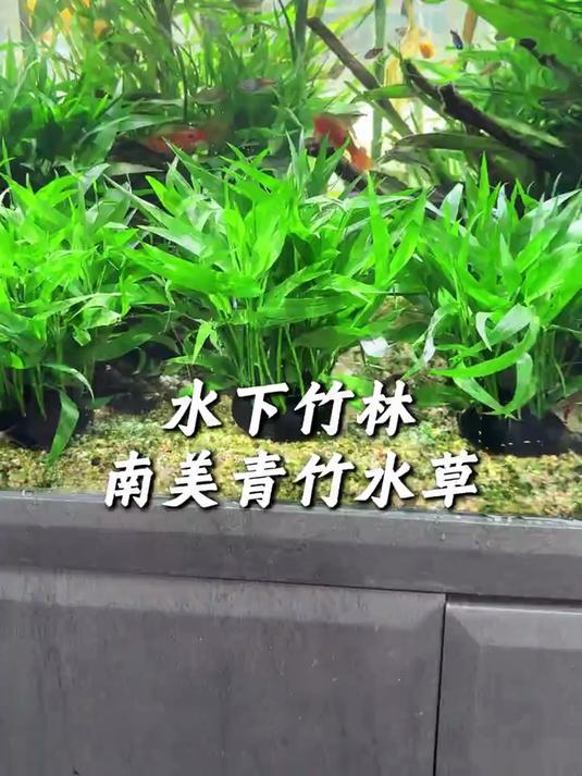 丛生长势繁茂，轻松打造自然水下景致#养鱼##鱼缸造景##好物推荐#