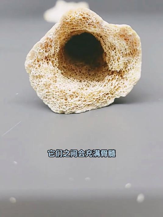 骨骼的内部其实主要是由这种被称为海绵骨的格子状骨网络所构成