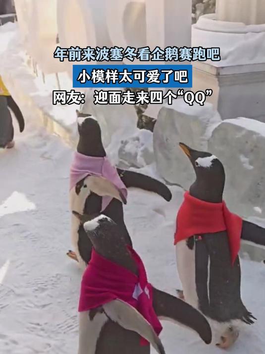 年前来波塞冬看企鹅赛跑吧,小模样太可爱了吧,迎面走来了“QQ”