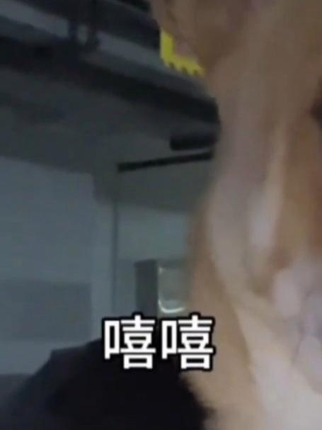 当和狗狗说你的零食都给猫吃了,它的反应可以纳入影视教材,狗:你不要再说了可以吗