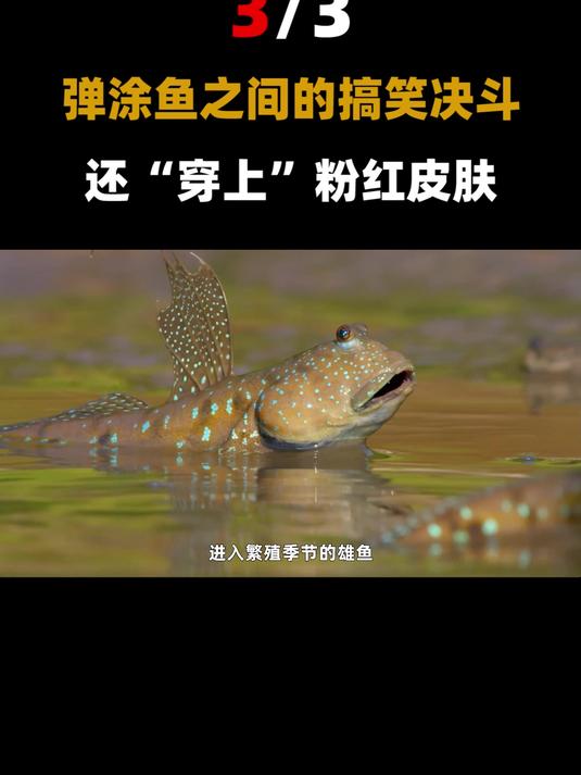 长相怪异喜欢上岸的弹涂鱼,还会爬树攀岩,连交配都是在岸上