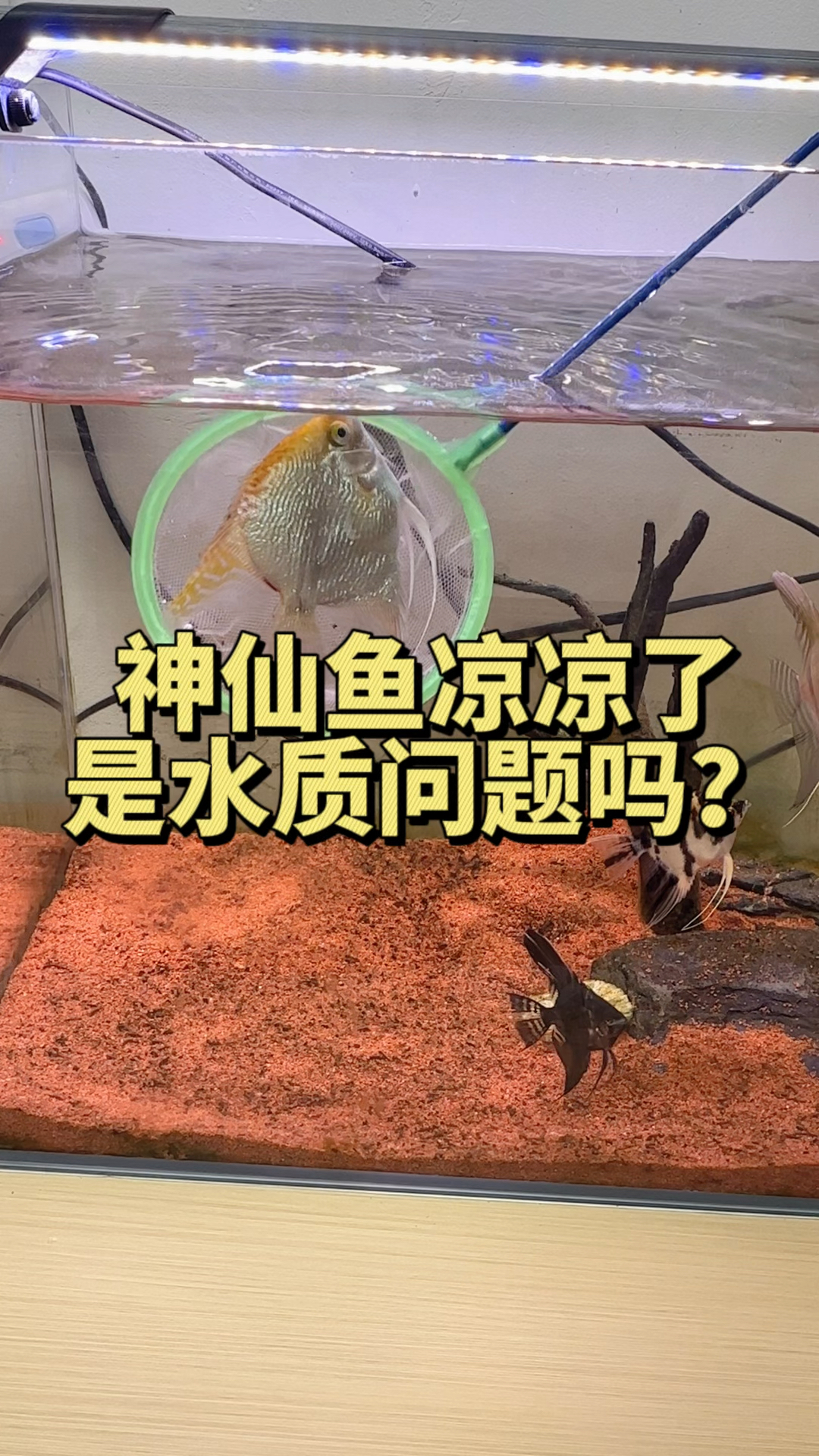 用这八合一检测试纸能快速检测出鱼缸水质的八项重要。#水族#检测试纸#观赏鱼