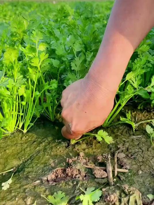小叶香菜种热销,轻松种出香菜海
