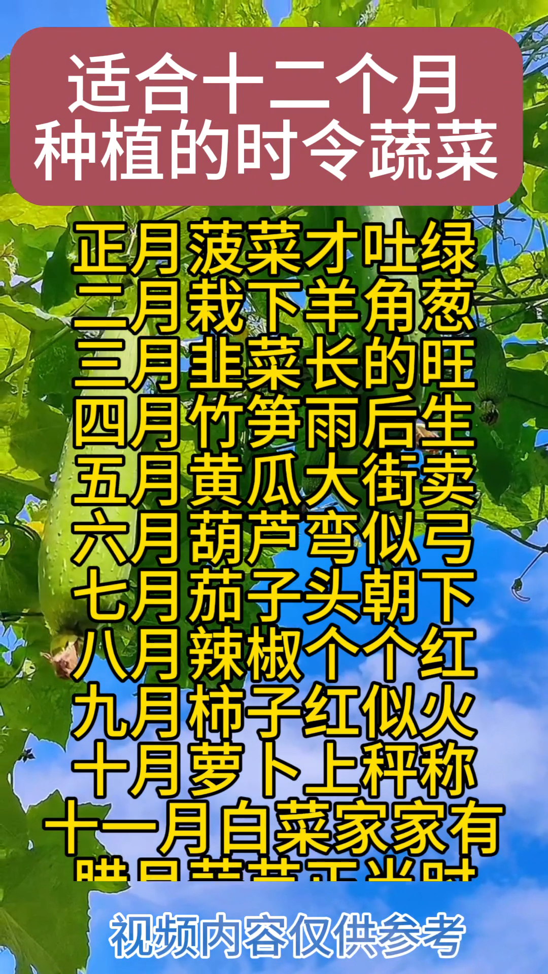 适合十二个月的种植时令蔬菜
