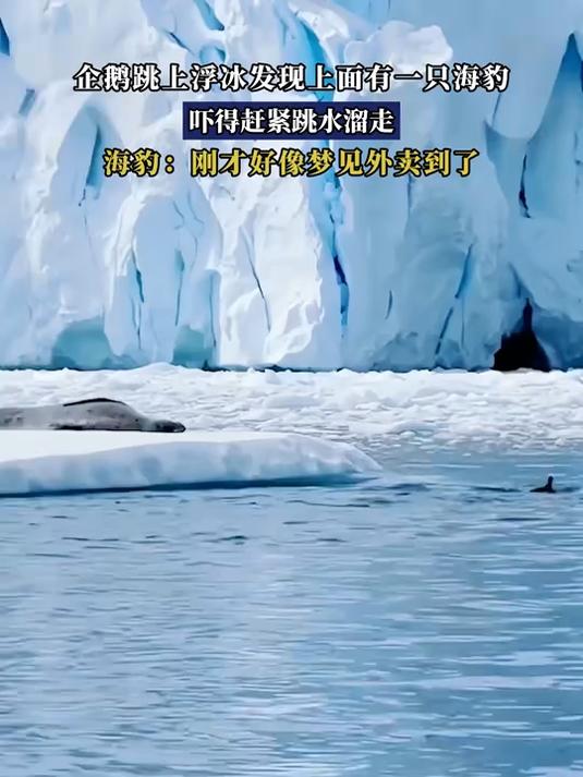 企鹅跳上浮冰发现上面有一只海豹,吓得赶紧跳水溜走