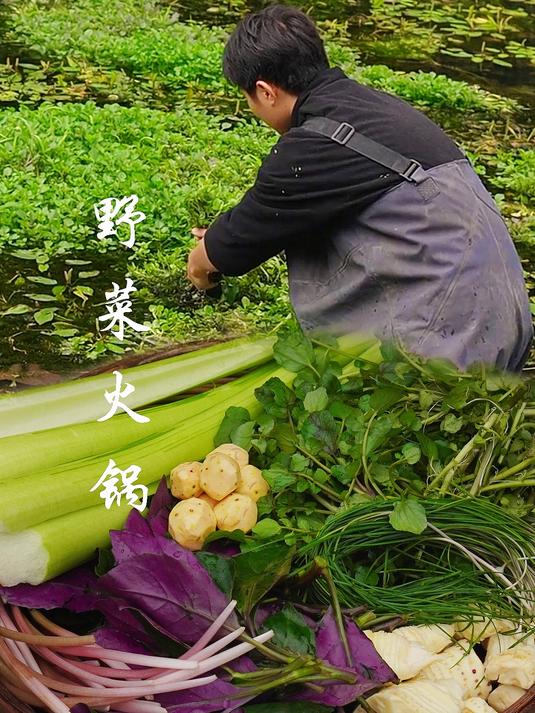 挖野菜的过程解压治愈,冬天必须安排一顿热气腾腾的野菜火锅
