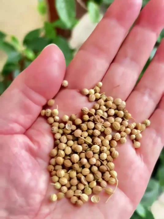 阳台香菜梦,源自小叶香菜种热卖