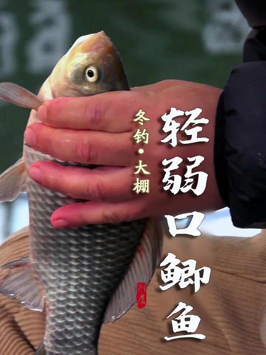 冬钓大棚轻弱口鲫鱼快来钓鱼