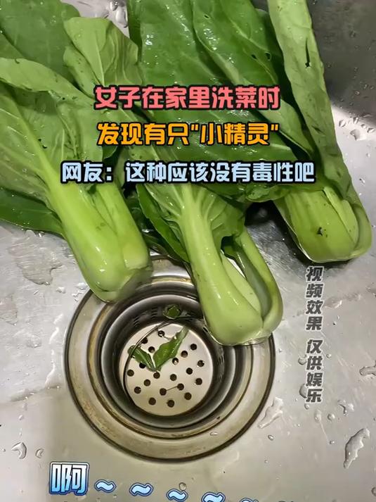 女子在家里洗菜时,发现有只小精灵,网友:这种应该没有毒性吧