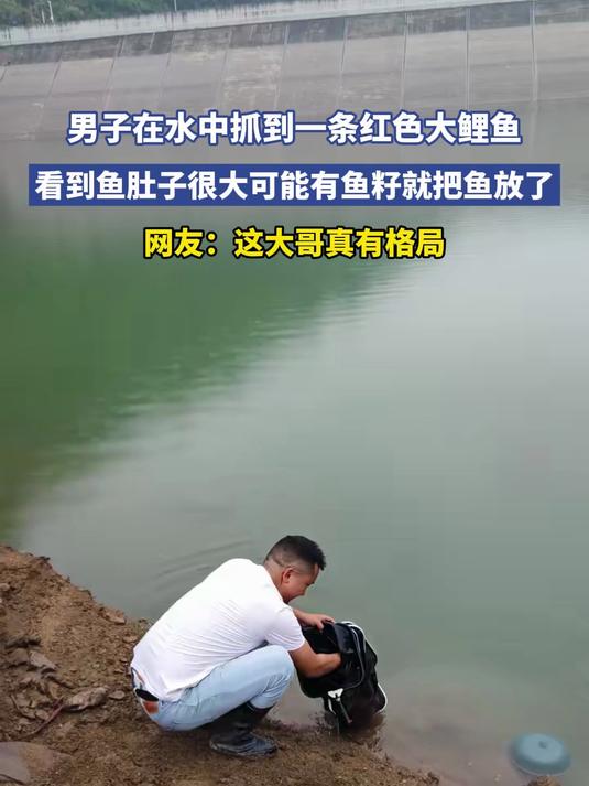 男子在水中抓到一条红色大鲤鱼，看到鱼肚子很大可能有鱼籽就把鱼放了