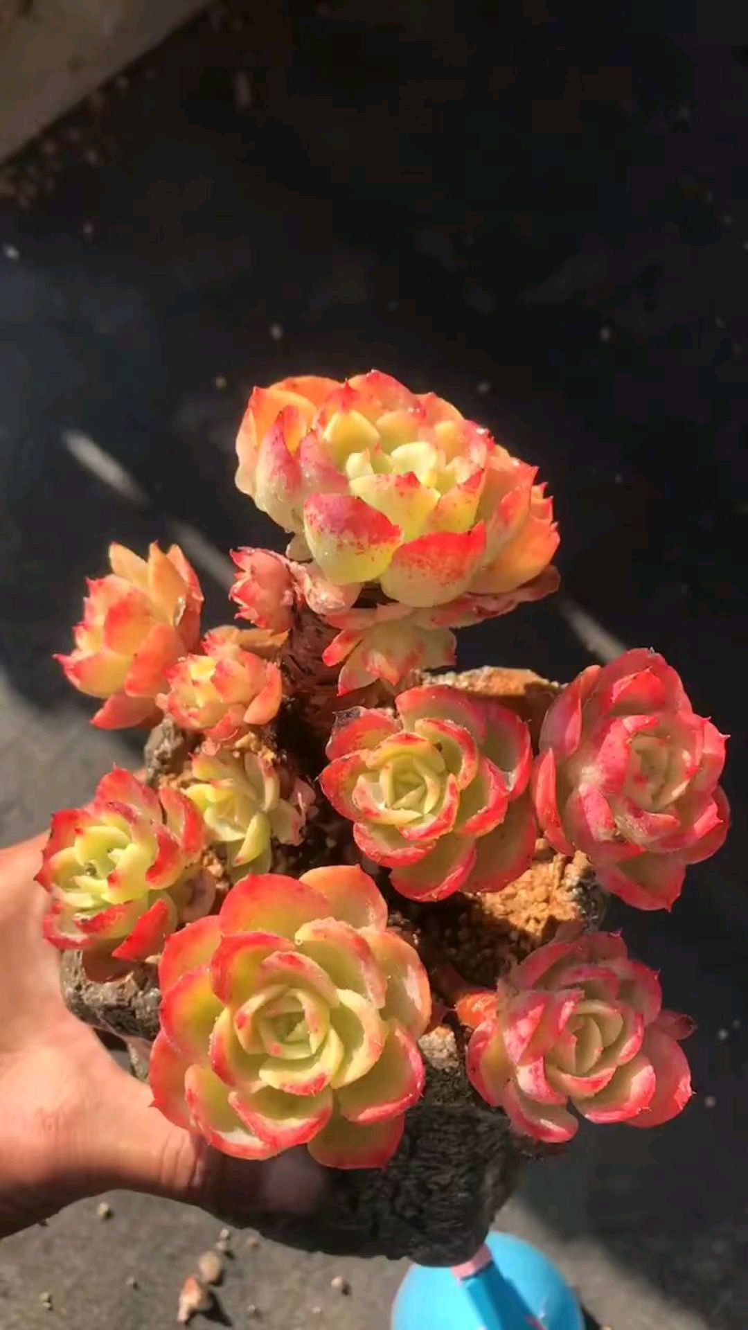 柠檬玫瑰多肉,颜色透亮,造型独特