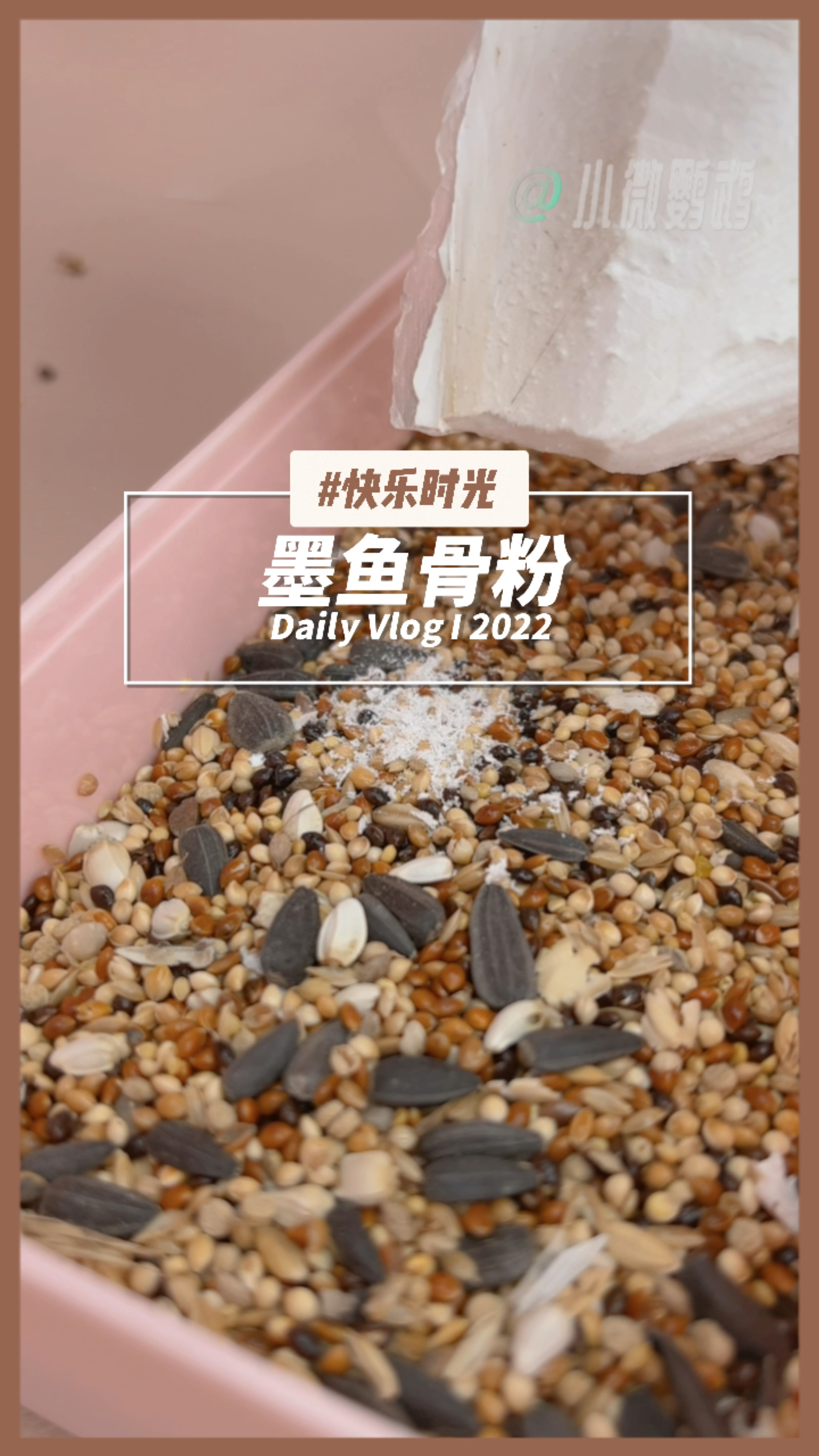 自从有了这一个墨鱼骨粉,给鹦鹉补钙,省时又省力