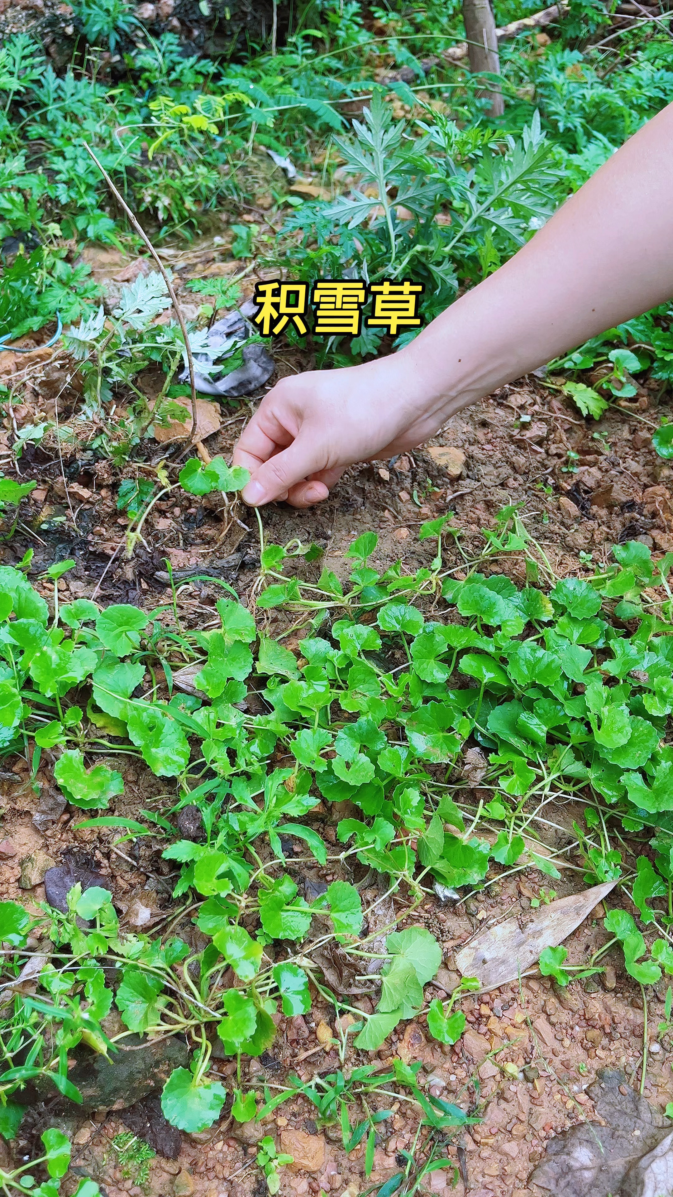 雷公根又名积雪草。植物