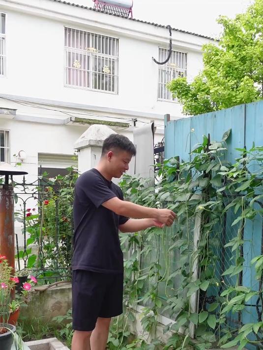 家里的豆角长好了 夏季必吃 芝麻酱拌豆角