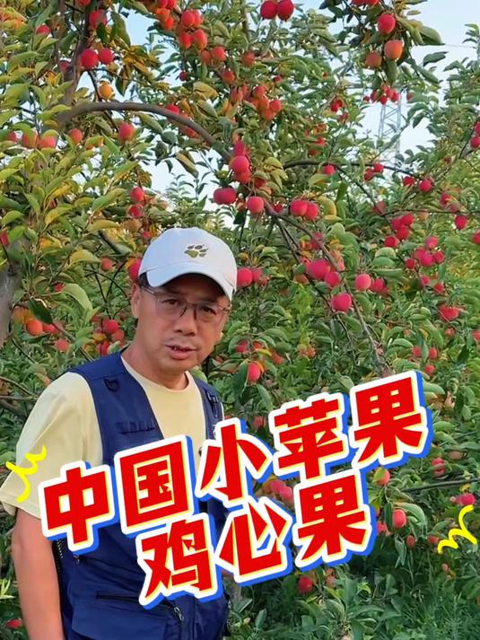 像心脏一样的水果你见过吗？鸡心果